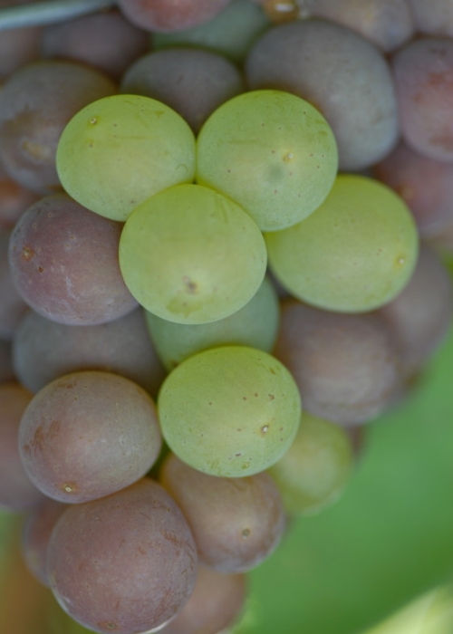 Mutation von Grauburgunder zu Weisburgunder ANT 1077